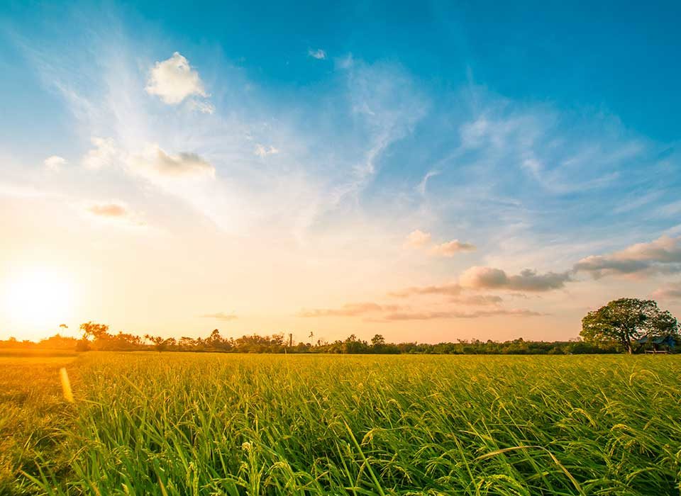 sunset over field